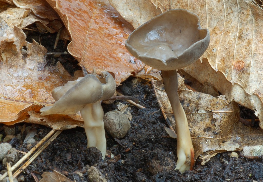 Helvella macropus? (cfr. Helvella villosa)